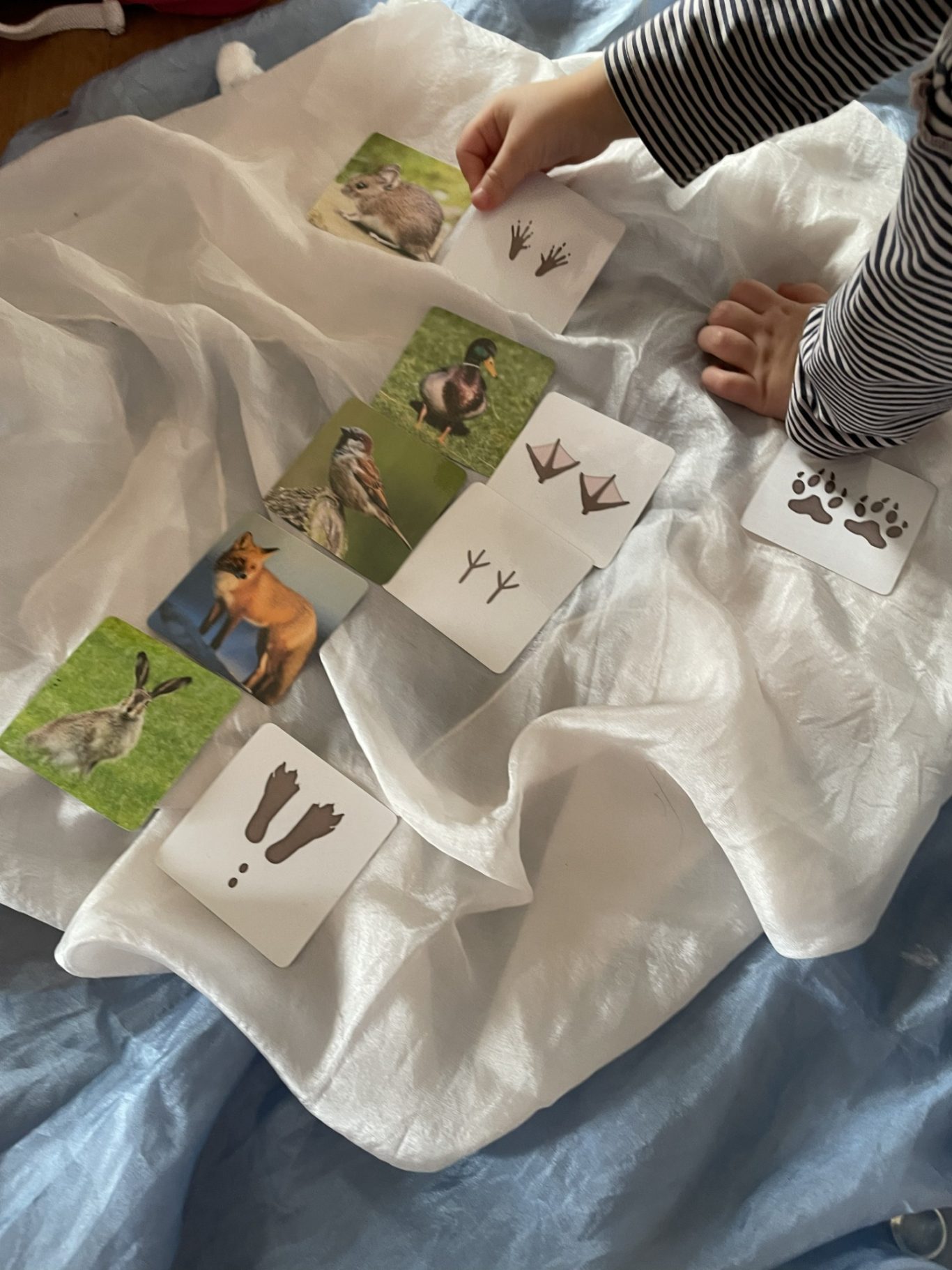 Wahrnehmungsspiel "Tiere und ihre Spuren" Ein Kind legt Karten mit Tieren auf eine weiße Decke.